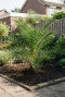 Phoenix canariensis