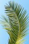 Phoenix canariensis plante de jardin