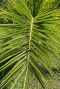Phoenix canariensis plante de jardin p15