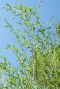 Phyllostachys bissetii bambou p28