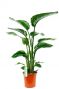 Plante d interieur strelitzia nicolai