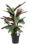 Plante d interieur calathea oppenheimiana