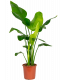 Plante de bureau-strelitzia-medium-size