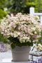 Plante de jardin hydrangea paniculata ophelia