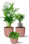 Plantes dans des pots en elho rose