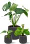 Plantes dans des pots noirs