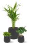Plantes en pot a mi-ombre