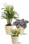 Plantes en pot beige