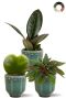 Plantes en pots de ceramique