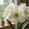Amaryllis fluffy blanc