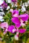Polygala myrtifolia plante de jardin