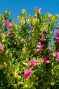 Polygala myrtifolia plante de jardin 1