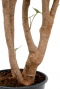 Aralia Balfourii