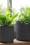 Pot bernt plant zwart