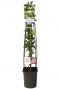 Rachelospermum jasminoide