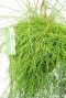 Rhipsalis cassutha