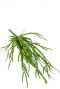 Rhipsalis kunstplant