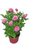 Rosa light star p12