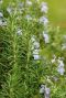 Rosmarinus officinalis