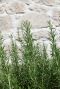 Rosmarinus officinalis plante de jardin