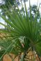 Sabal minor palm plante de jardin p22