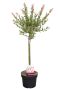 Salix flamingo stam p17