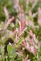 Salix flamingo stam plante de jardin p17