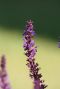 Salvia nemorosa blauko nigin plante de jardin