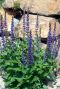 Salvia nemorosa ostfriesland plante de jardin