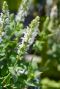 Salvia nemorosa sensation white plante de jardin