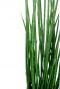 Sansevieria bacularis vrouwentong