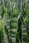 Sansevieria coral black kamerplant