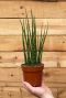 Plante mikado Sansevieria fernwood 
