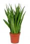 Sansevieria kirkii 1