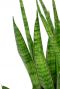 Sansevieria kirkii feuilles