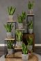 Sansevieria laurentii langue de femme intérieur