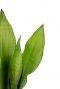 Sansevieria moonshine feuilles 1