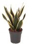 Sansevieria super flame kamerplant