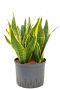 Sansevieria vrouwentong hydro plant
