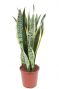 Sansevieria vrouwentong laurentii plant
