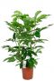 Schefflera amate plante d-interieur 2