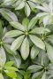 Schefflera arboricola blad