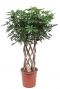 Schefflera arboricola pflanze