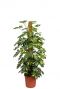 Schefflera Gold Capella