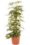 Schefflera gold capella 2