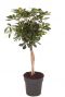 Schefflera gold capella 3