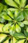 Schefflera gold capella blad
