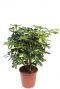 Schefflera gold capella plant 6