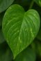 Scindapsus aureum-2