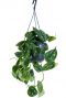 Scindapsus pictus argyraeus 1